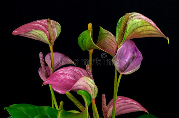 红掌开花植物学特写镜头火烈鸟