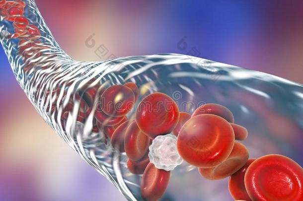 有流动红细胞和白细胞的血管