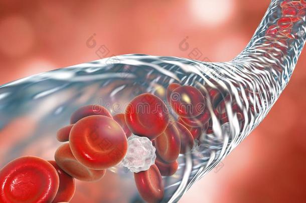 有流动红细胞和白细胞的血管