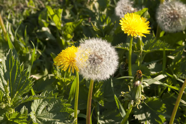 <strong>蒲公英</strong>。 <strong>蒲公英</strong>绒毛。 <strong>蒲公英</strong>宁静抽象特写艺术背景。