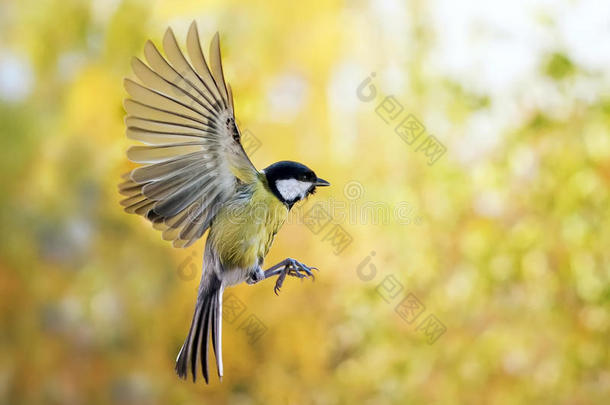 鸟儿在秋天公园的背景上<strong>展翅</strong>飞翔