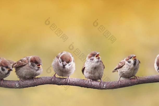 鸟儿坐在树枝上，滑稽地打开了他们的喙，期待着父母的到来