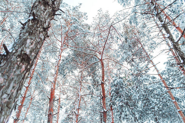 雪林中霜冻的冬季景观。 在寒冷的冬天，松枝上覆盖着雪