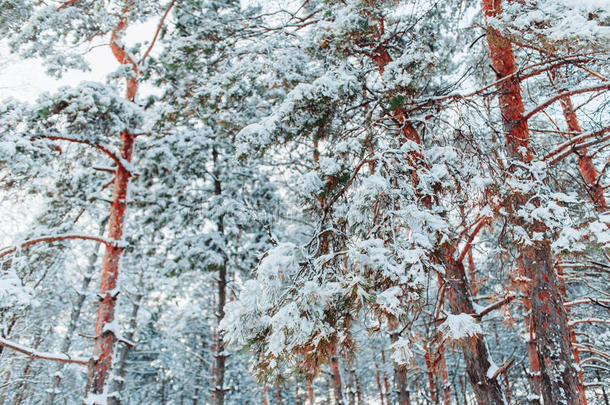雪林中霜冻的冬季景观。 在寒冷的冬天，松枝上覆盖着雪