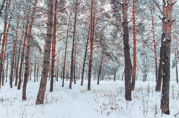 雪林中<strong>霜冻</strong>的冬季景观。 在寒冷的<strong>冬天</strong>，松枝上覆盖着雪