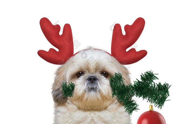 可爱的圣诞老人狗在驯鹿鹿角与冷杉树和圣诞球