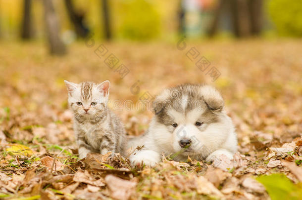 <strong>阿拉斯加阿拉斯加阿拉斯加</strong>小狗和苏格兰小猫一起躺在秋天的公园里