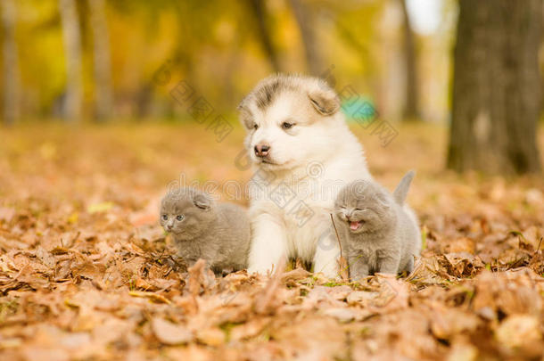 阿拉斯加马拉穆特小狗与两只小猫坐在秋天的p