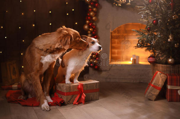 狗新星斯科舍鸭收费猎犬和杰克罗素猎犬圣诞节，新年，假日和庆祝