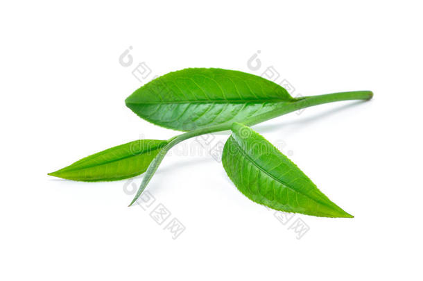 绿茶叶，白色背景上有水滴