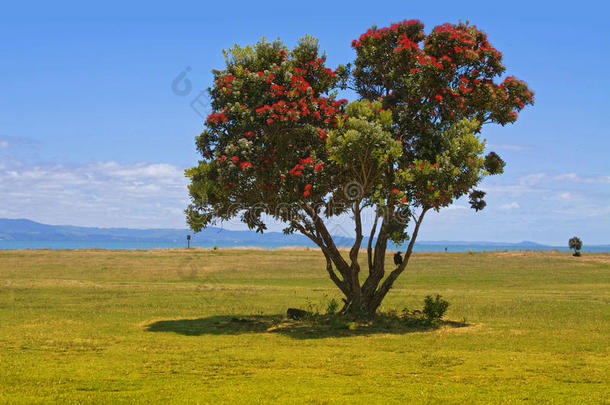 新西兰波胡图卡瓦圣诞树