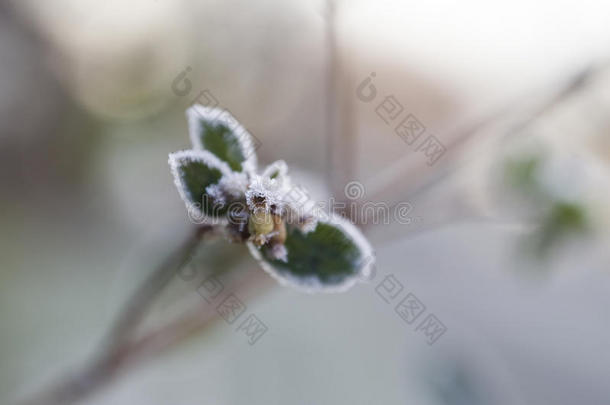 冰冻的雪莓芽