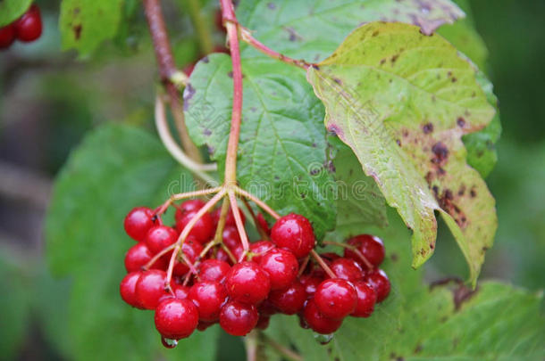 树枝上一束红色的振动浆果，在夏末成熟。