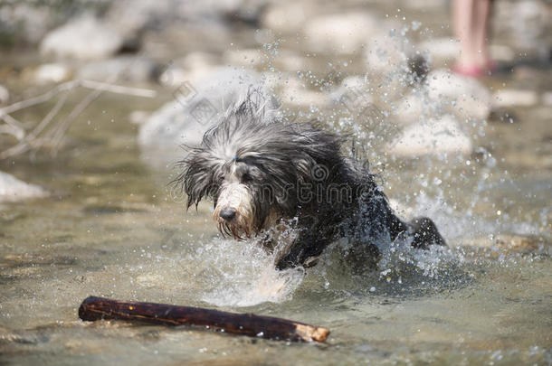 狗攻击棒在水里