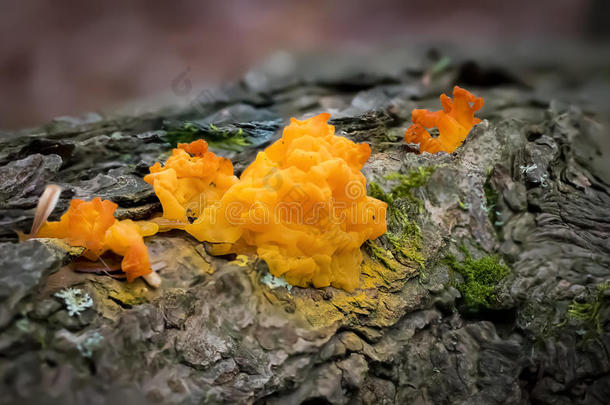 橙色真菌