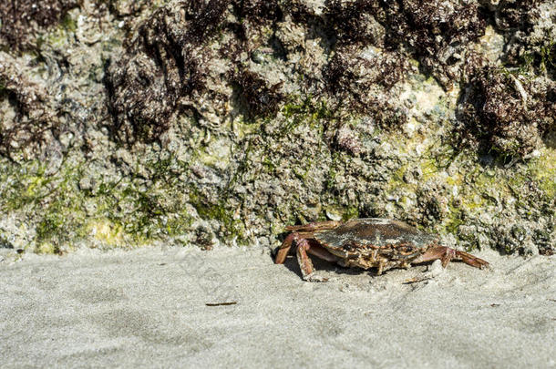 螃蟹爬行在沙滩上，靠近岩石在阿曼萨拉拉自然背景3