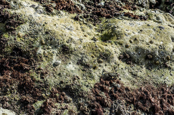 螃蟹爬行在沙滩上，靠近岩石在阿曼萨拉拉自然背景