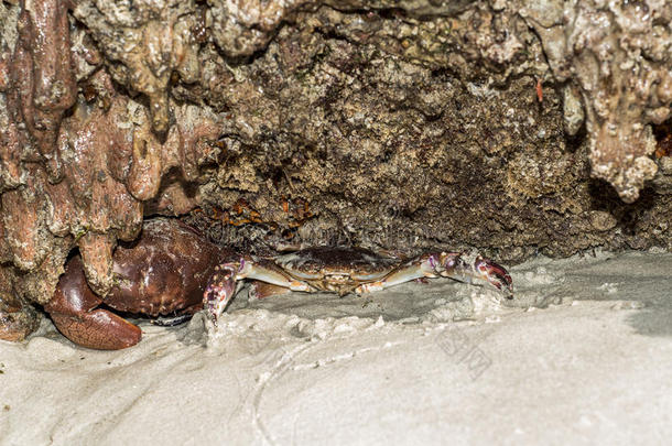 <strong>螃蟹</strong>爬行在<strong>沙滩</strong>上，靠近岩石在阿曼萨拉拉自然背景2