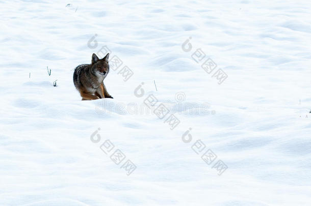 狼在雪地里打猎