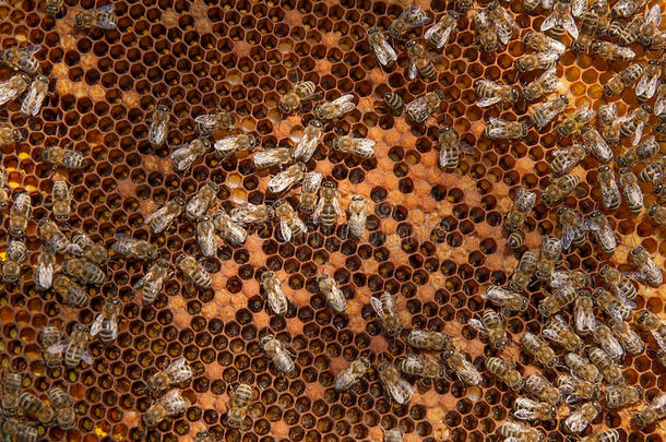 忙碌的蜜蜂在蜂巢里，为他们的年轻而密封的细胞。