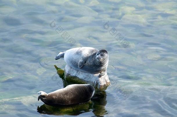 动物水生的亚洲贝加尔湖晒太阳