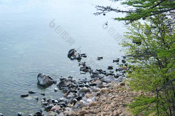 动物水生的亚洲贝加尔湖晒太阳