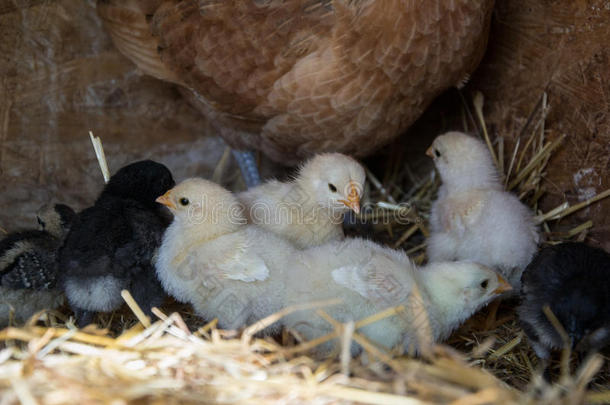 一群小可爱的小鸡走在鸡舍里。 把五颜六色的几天老鸡和他们的母亲关在鸡舍里