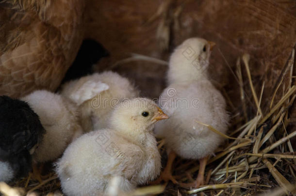 一群小可爱的小鸡走在鸡舍里。 把五颜六色的几天老鸡和他们的母亲关在鸡舍里