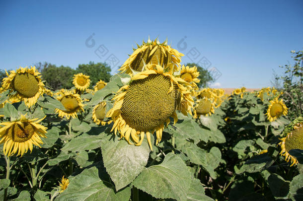 夏季在田野上盛开的大向日葵、向日葵、向日葵、annuus植物。 开花明亮的黄色向日葵背景