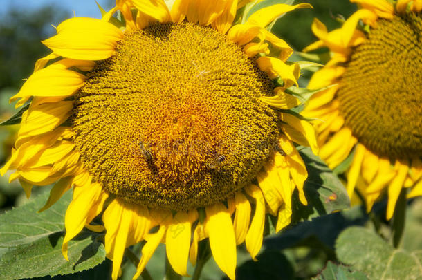 夏季在田野上盛开的大向日葵、向日葵、向日葵、annuus植物。 开花明亮的黄色向日葵背景