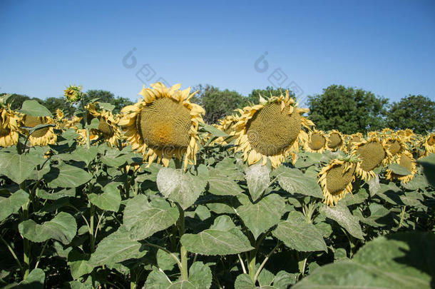 夏季在田野上盛开的大<strong>向日葵</strong>、<strong>向日葵</strong>、<strong>向日葵</strong>、annuus植物。 开花明亮的黄色<strong>向日葵</strong>背景