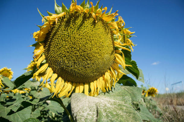 夏季在田野上盛开的大<strong>向日葵</strong>、<strong>向日葵</strong>、<strong>向日葵</strong>、annuus植物。 开花明亮的黄色<strong>向日葵</strong>背景