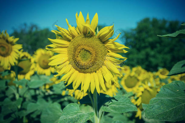 夏季在田野上盛开的大<strong>向日葵</strong>、<strong>向日葵</strong>、<strong>向日葵</strong>、annuus植物。 开花明亮的黄色<strong>向日葵</strong>背景