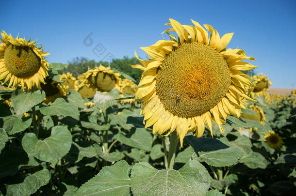 夏季在田野上盛开的大向日葵、向日葵、向日葵、annuus植物。 开花明亮的黄色向日葵背景