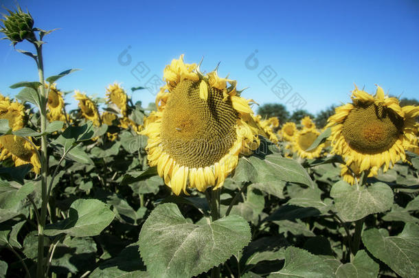 夏季在田野上盛开的大向日葵、向日葵、向日葵、annuus植物。 开花明亮的黄色向日葵背景