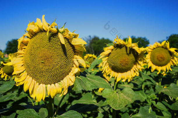 夏季在田野上盛开的大<strong>向日葵</strong>、<strong>向日葵</strong>、<strong>向日葵</strong>、annuus植物。 开花明亮的黄色<strong>向日葵</strong>背景