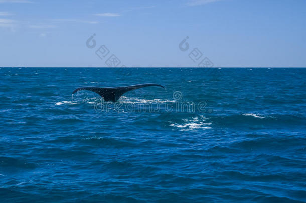 海里的鲸<strong>鱼尾巴</strong>