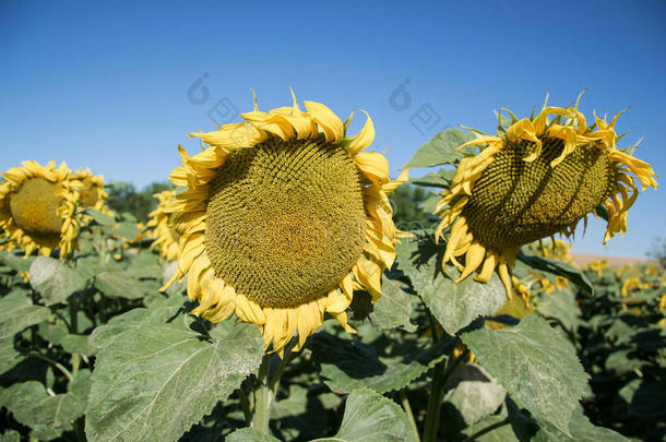 夏季在田野上盛开的大向日葵、向日葵、向日葵、annuus植物。 开花明亮的黄色向日葵背景