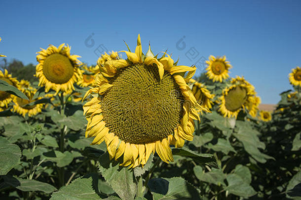 夏季在田野上盛开的大向日葵、向日葵、向日葵、annuus植物。 开花明亮的黄色向日葵背景