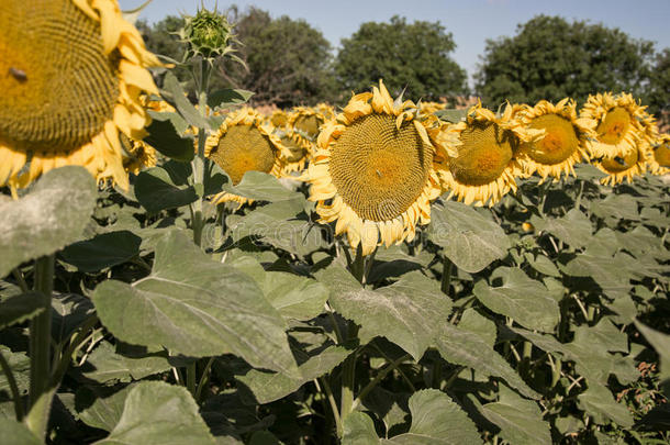 夏季在田野上盛开的大向日葵、向日葵、向日葵、annuus植物。 开花明亮的黄色向日葵背景