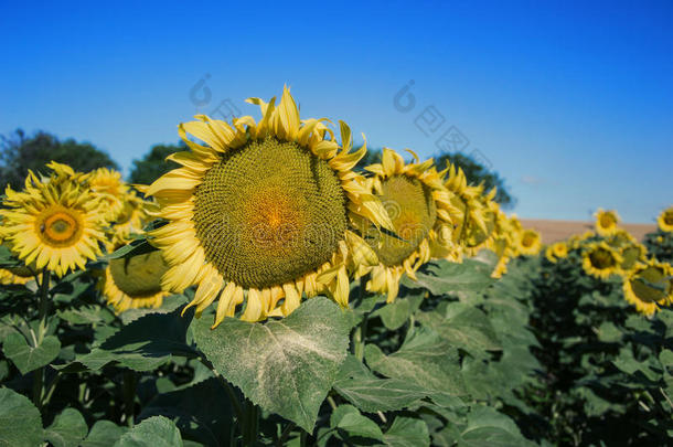 夏季在田野上盛开的大向日葵、向日葵、向日葵、annuus植物。 开花明亮的黄色向日葵背景