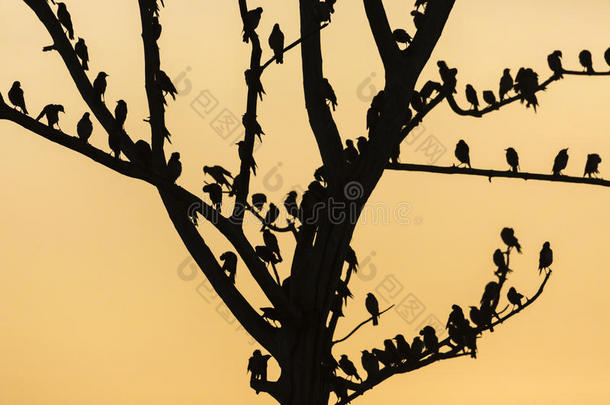 斯里兰卡爵士乌达瓦拉威国家公园的<strong>大树</strong>，有鸟的<strong>剪影</strong>，日出的红色天空背景。