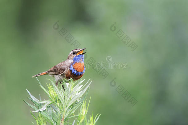 蓝色的鸟在夏天在艾草的树枝上唱歌