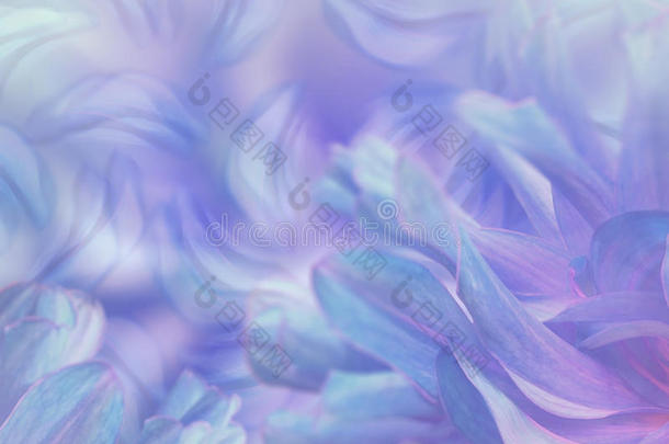 花花瓣上模糊的蓝紫彩色背景。 花卉构图。 花卉背景。