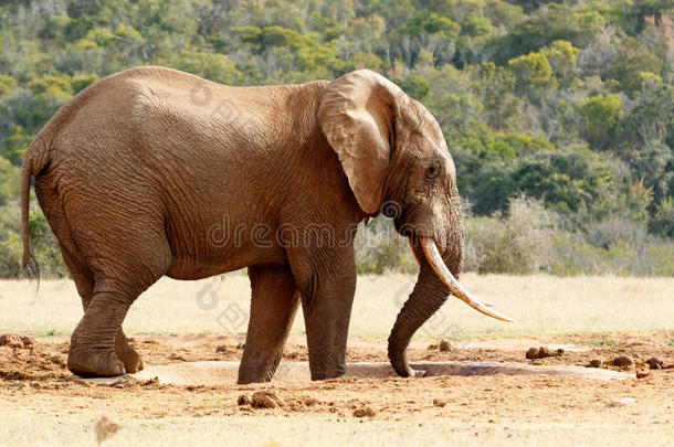 布什大象用他的树干吸水