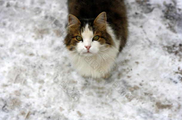 雪路上的猫。