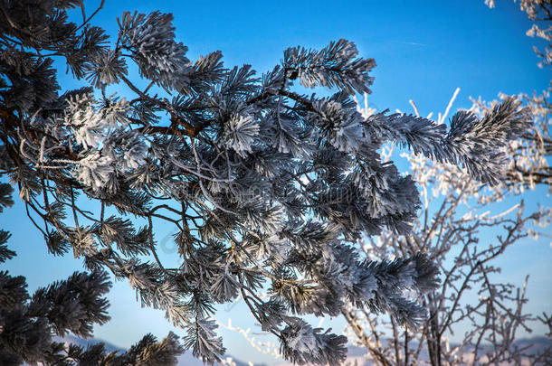 寒冷的冬季景观.在寒冷的冬季天气里，树枝上覆盖着冰雪