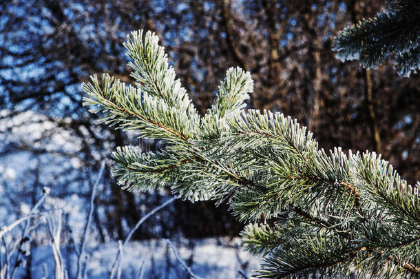 寒冷的冬季景观.在寒冷的冬季天气里，树枝上覆盖着冰雪