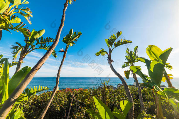 马里布<strong>海岸边</strong>的香蕉树