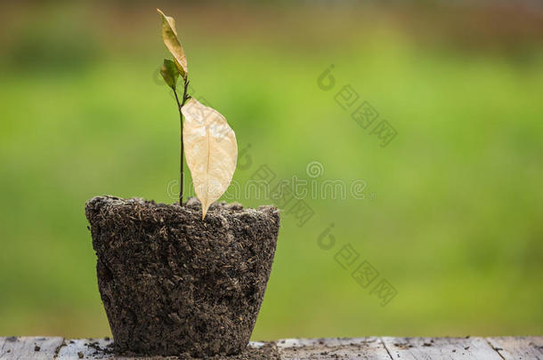 枯死的年轻植物在干燥的土壤上绿色模糊。 环境概念